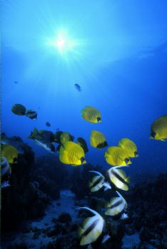Red Sea, Hurgada,  by Tom Huff 